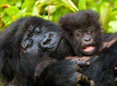 Drc Volcanos & Uganda Gorillas Adventure Package