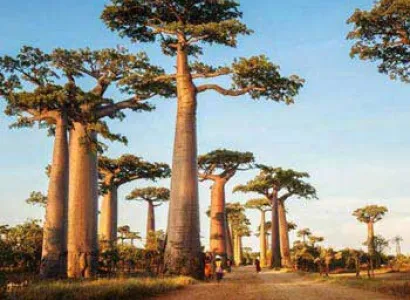Baobabs And Tsingys Tour