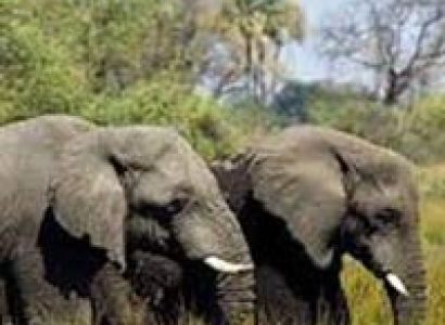 Botswana Into the Wilderness Tour