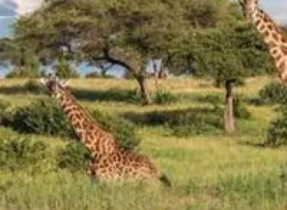 Tanzania-5 Days Experience Tour