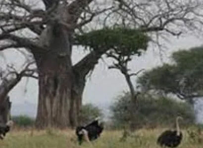 3 Days Adventurous Tanzania Trip Tour