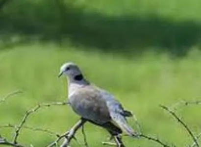 Discover Tarangire National Park and Ngorongoro Crater Tour