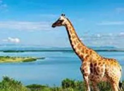 Track Gorillas in Rwanda & Uganda Tour