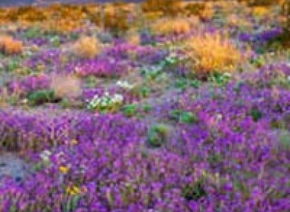 Wonderful Western Wildflowers Tour
