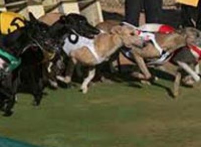 Going to the Dogs Tour