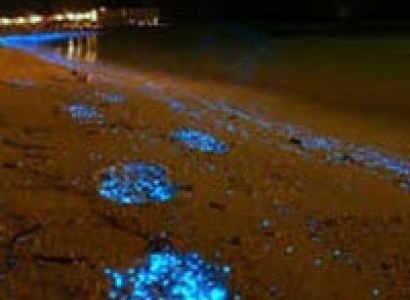 Florida Discovery Tour