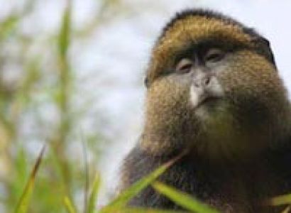 Nairobi to Kigali Overland Tours