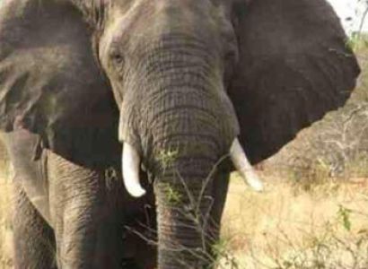 Entebbe to Arusha Overland Tours