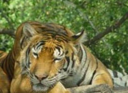 Safari World Safari Park and Marine Park Package