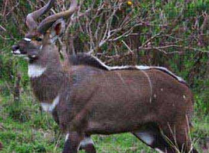 Awash National Park, Danakil Depression and Lalibela Package