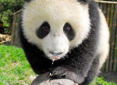 Volunteer At Panda Base, Being Panda Tour