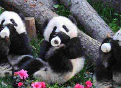 China Panda Base & Sanxingdui Museum Day Tour