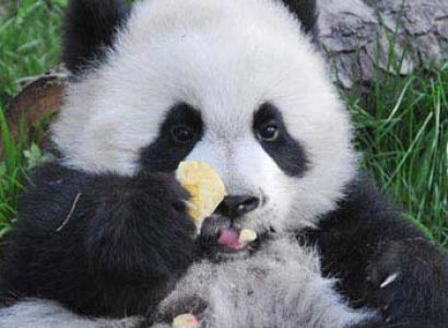 Wildlife Photography Workshop in Panda Habitat Tour