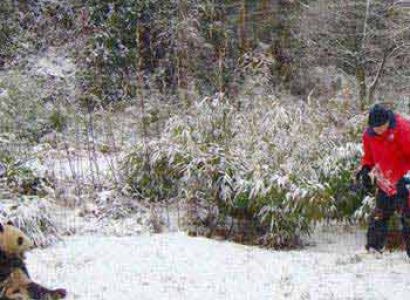 Exclusive Professional Panda Photography Tour