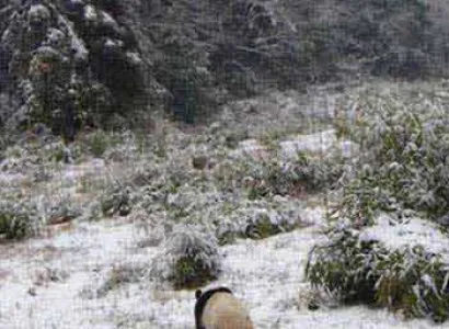 Panda Tracking Adventure in Their Habitat Tour