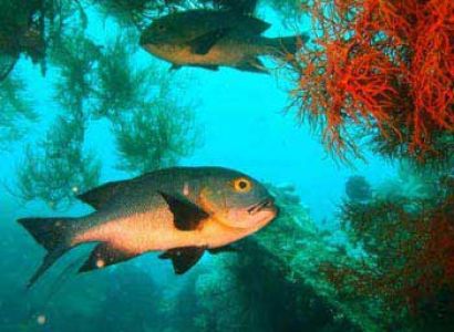 Dive and Stay at Absolute Scuba Dive Resort Tour