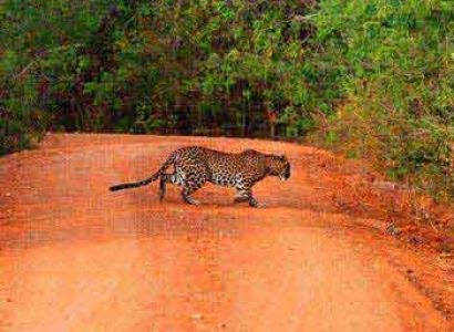 1 Night Stay At Yala Safari Camp Package