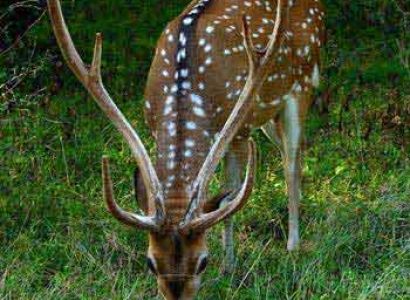 4 Nights Stay At Yala Safari Camp Packages