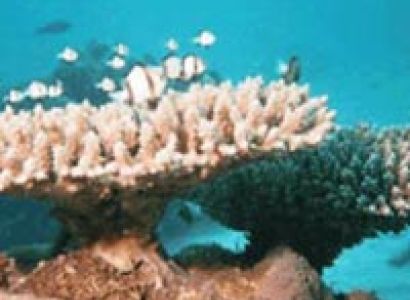 Snorkling / Scuba Diving Package