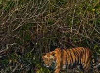 Short Escape to Sundarbans Tour