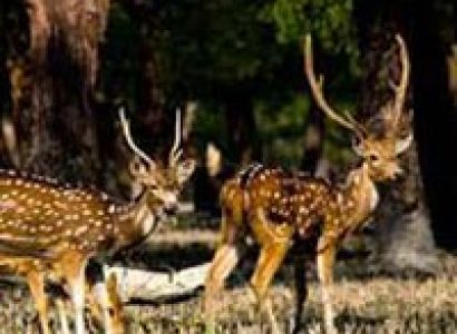 Sunderban Wilderness Tour