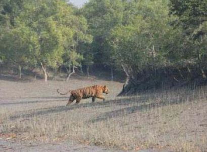 Kolkata, Sundarban Tour With Gangasagar