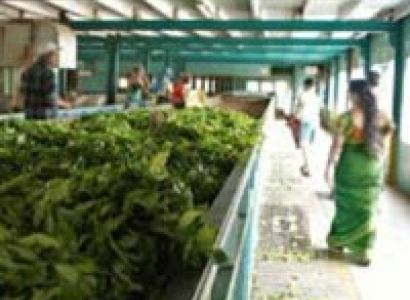 Golf Tour – Sri Lanka