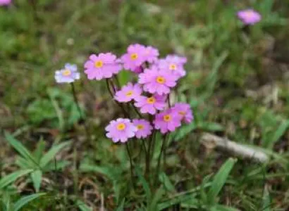 7 Day Magical Bhutan with Bum-dra Trek