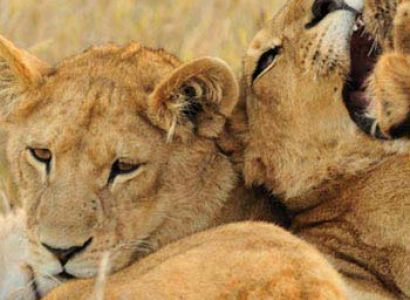 Uganda Pearl of Africa Tour