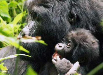 Rwanda Gorilla Tracking Tour