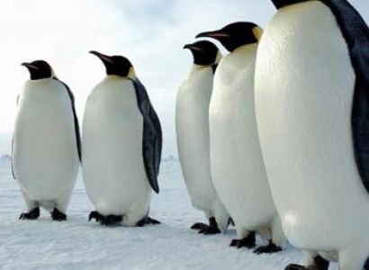 Birding Down Under Tour