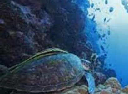 Manado North Sulawesi Classic