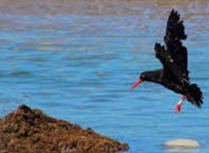 The Black Oyster Trail Package