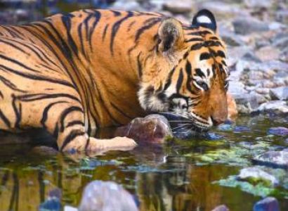 Wildlife Rajasthan Tour