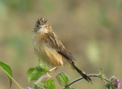 Kathmandu and Chitwan Bird Watching Tour