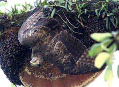 Nepal Bird Watching Tour