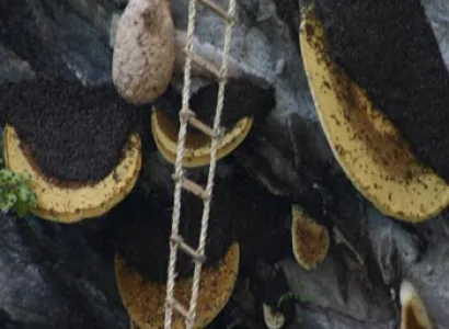 Honey Hunting Tour in Nepal