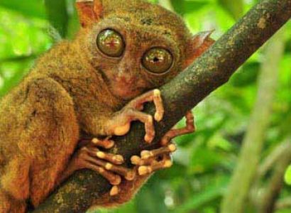 Bohol Tour  Packages