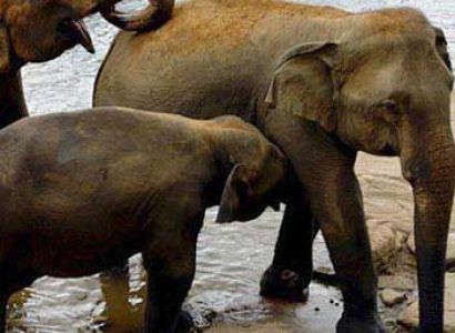 Traveling to Sri Lanka Tour