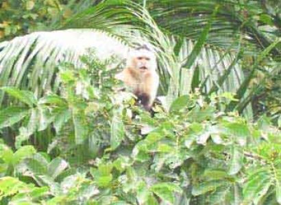 Rainforest Land and Water Expedition Tour