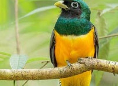 Metropolitan Rainforest Expedition Tour