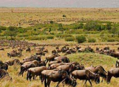 Kenya Wildlife Safari Masai Mara Wildebeest Migration Safari Package