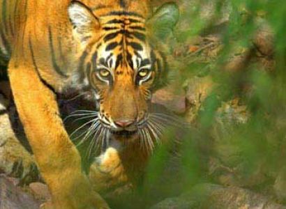 Highlights of the North Tour