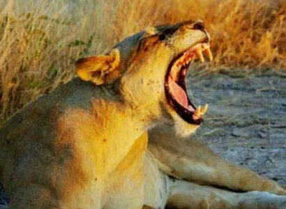 Zambia and Malawi: Wilderness & Nature Package