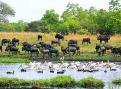South Luangwa and Liuwa: Pearls of Zambia Package