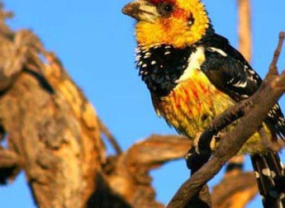 Lusaka to Livingstone via Kafue National Park Package