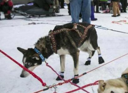 Iditarod Race Sled Dog Tour Package