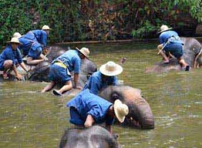 Lampang Mahout Training & Homestay Tour