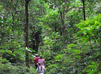 Tree - Top Living in Chiang Mai Tour
