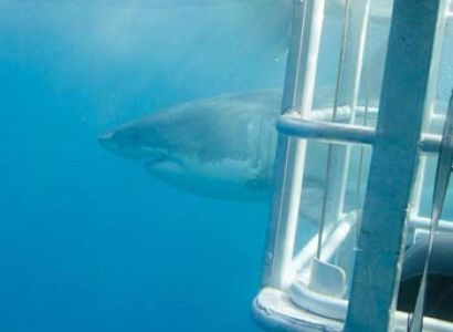 Two Days of Excitement Plus Great White Sharks and Sea Lions Package